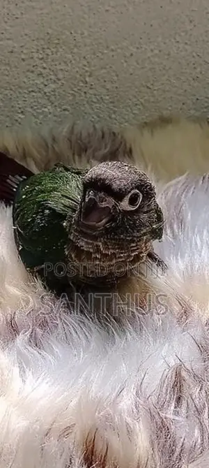 Green Chick Conure Chicks