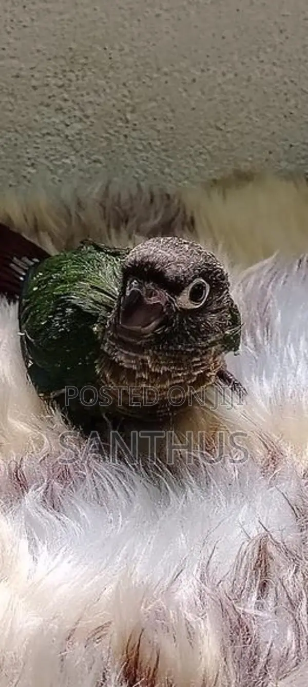 Green Chick Conure Chicks