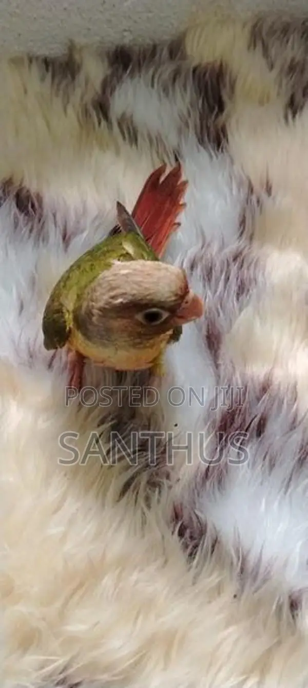 Pineapple Conure Chicks