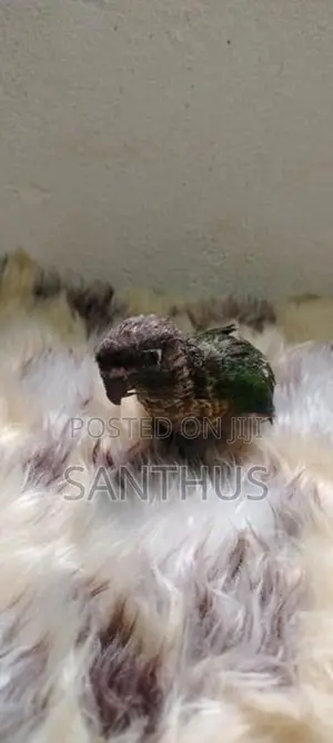 Green Chick Conure Chicks