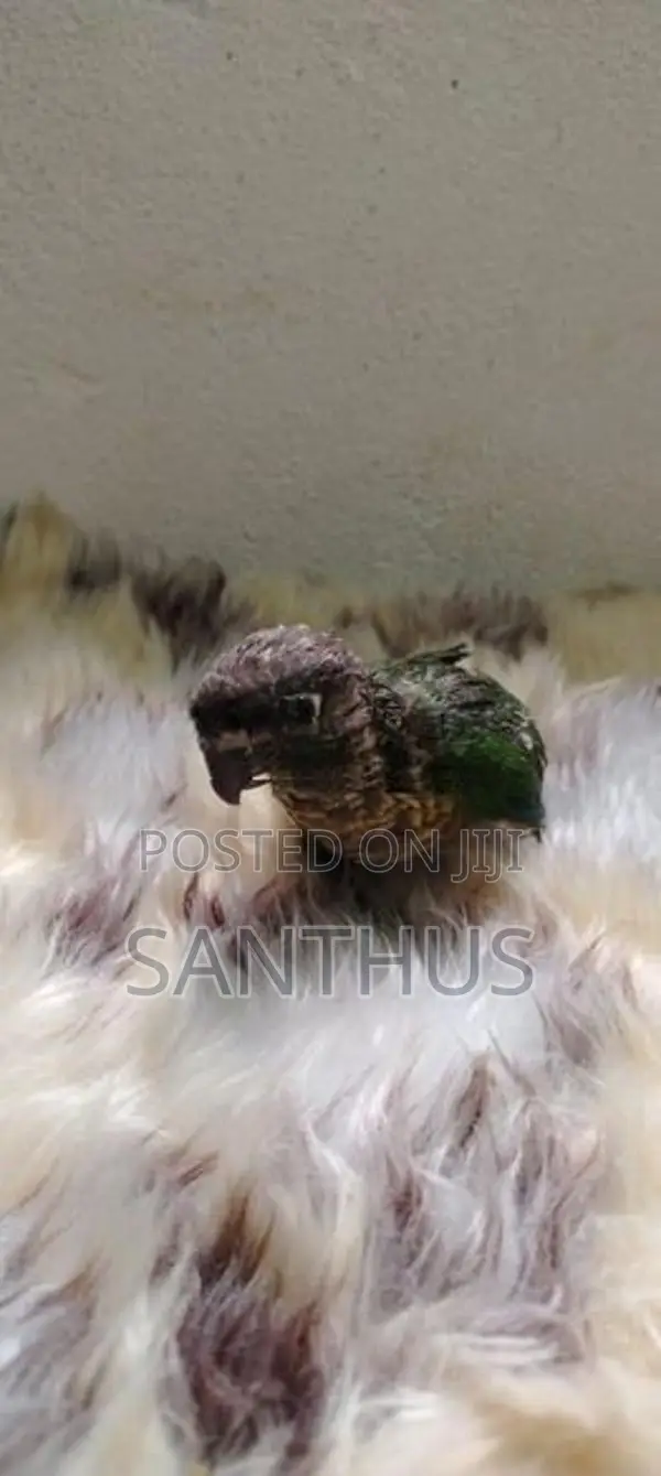 Green Chick Conure Chicks