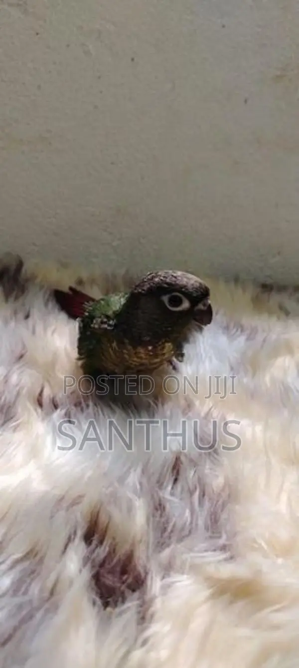Green Chick Conure Chicks