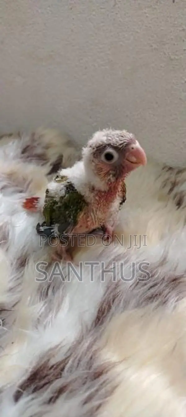 Pineapple Conure Chicks