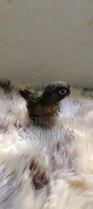 Green Chick Conure Chicks
