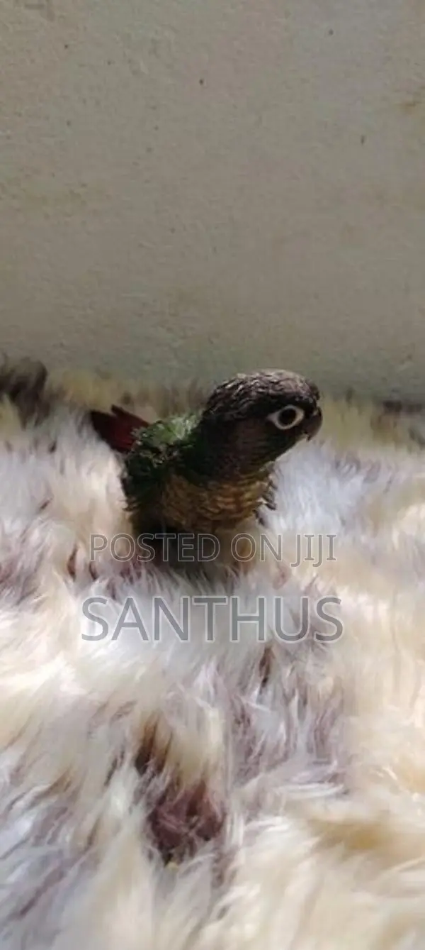 Green Chick Conure Chicks