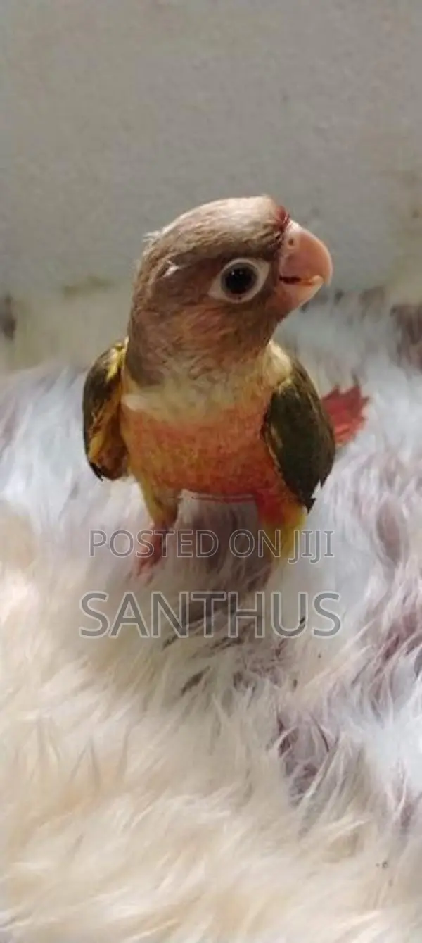 Pineapple Conure Chicks