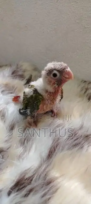 Pineapple Conure Chicks