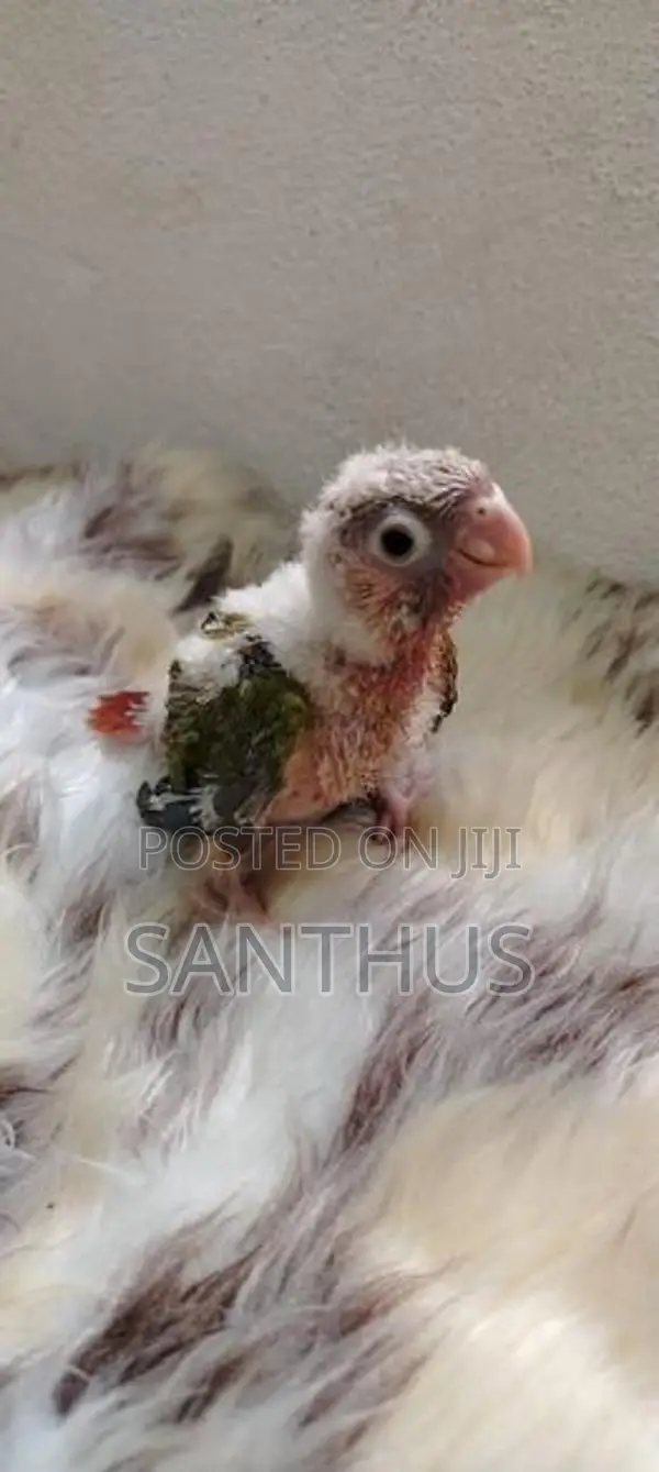 Pineapple Conure Chicks