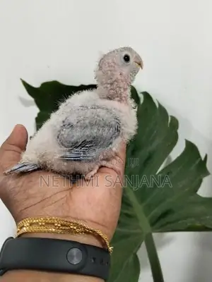 Pineapple Conure