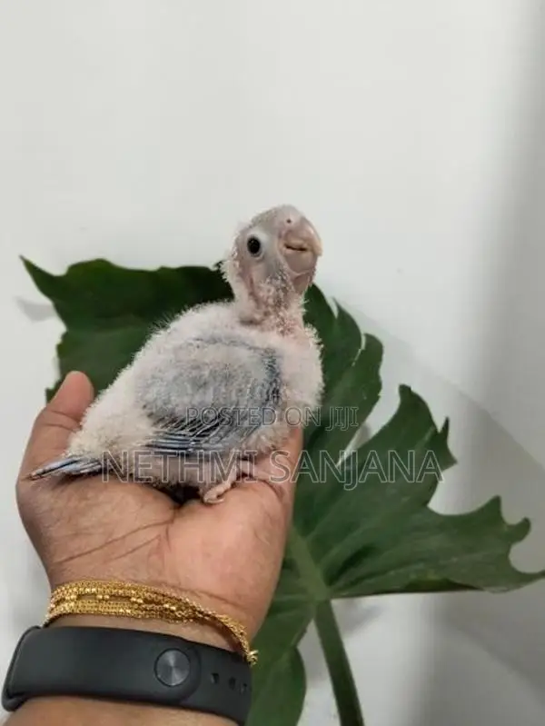 Pineapple Conure