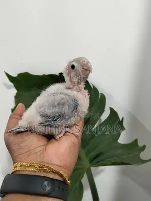 Pineapple Conure