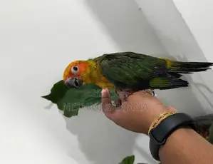 Sun Conure Birds