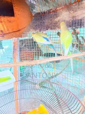 Love Birds