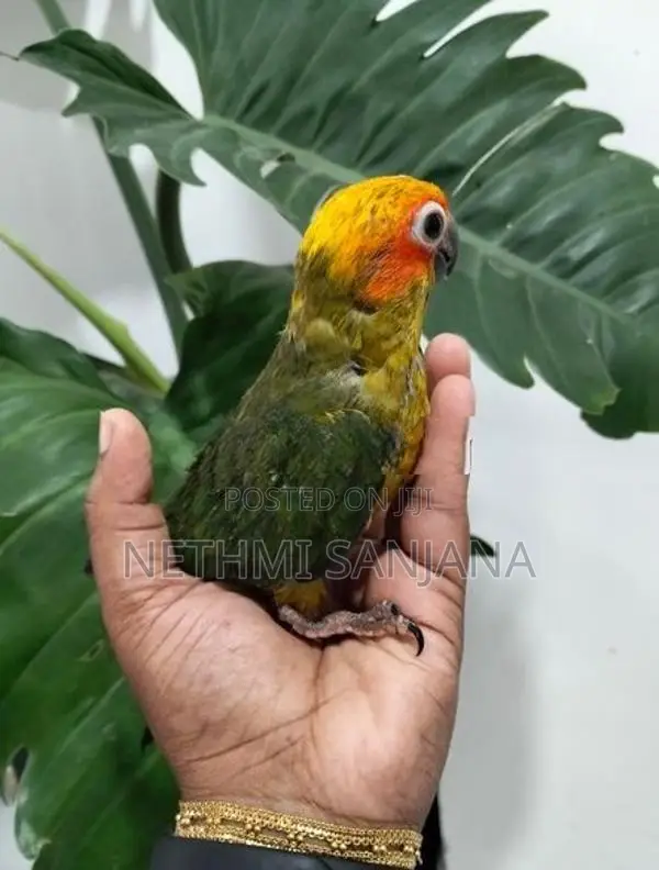 Sun Conure Birds
