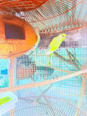 Love Birds