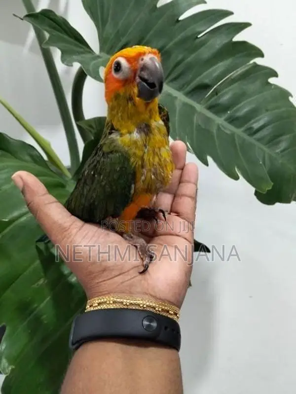 Sun Conure Birds