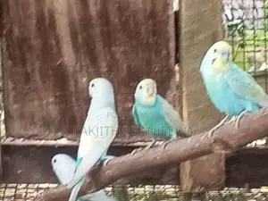 Love Bird