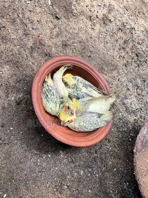 Cockatiel Bird