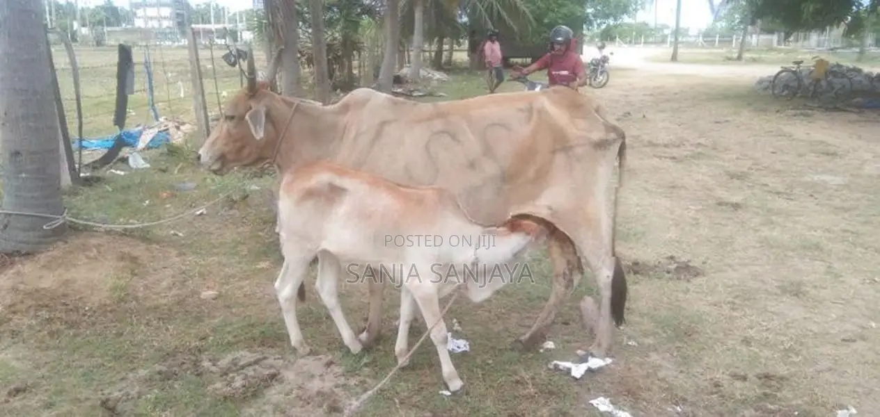 சகி வால் பசுவும் நாம்பன் கன்றும்