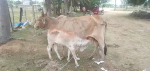 சகி வால் பசுவும் நாம்பன் கன்றும்