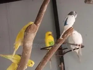 Love Bird