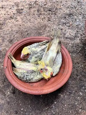 Cockatiel Bird