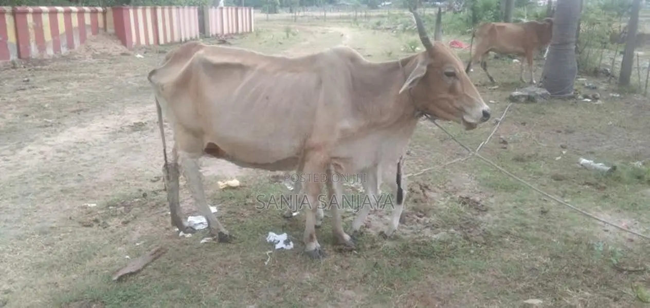 சகி வால் பசுவும் நாம்பன் கன்றும்