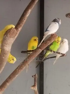 Love Bird