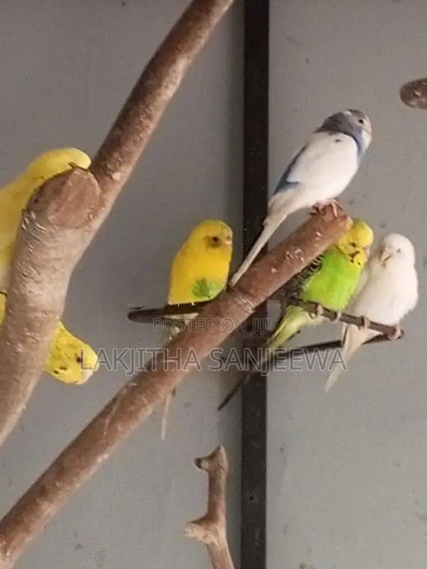 Love Bird