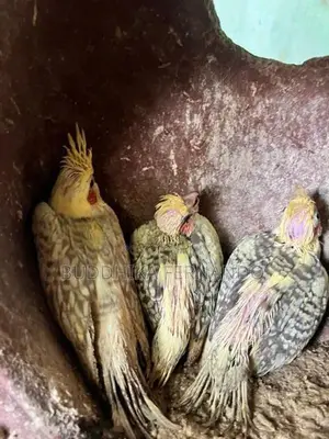 Cockatiel Bird