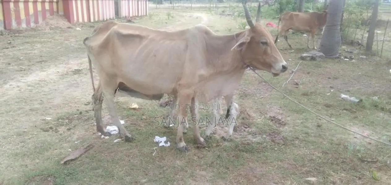 சகி வால் பசுவும் நாம்பன் கன்றும்