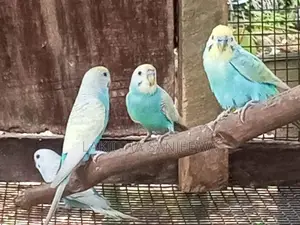 Love Bird