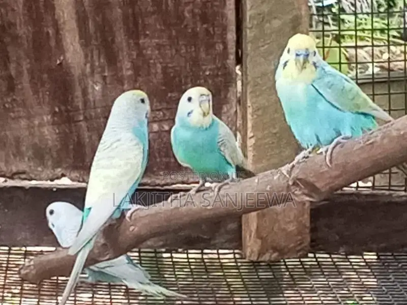 Love Bird