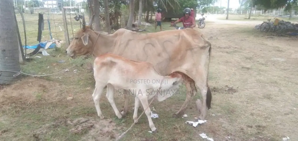 சகி வால் பசுவும் நாம்பன் கன்றும்