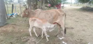 சகி வால் பசுவும் நாம்பன் கன்றும்