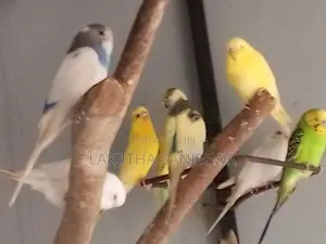 Love Bird
