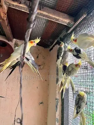 Cockatiel Bird
