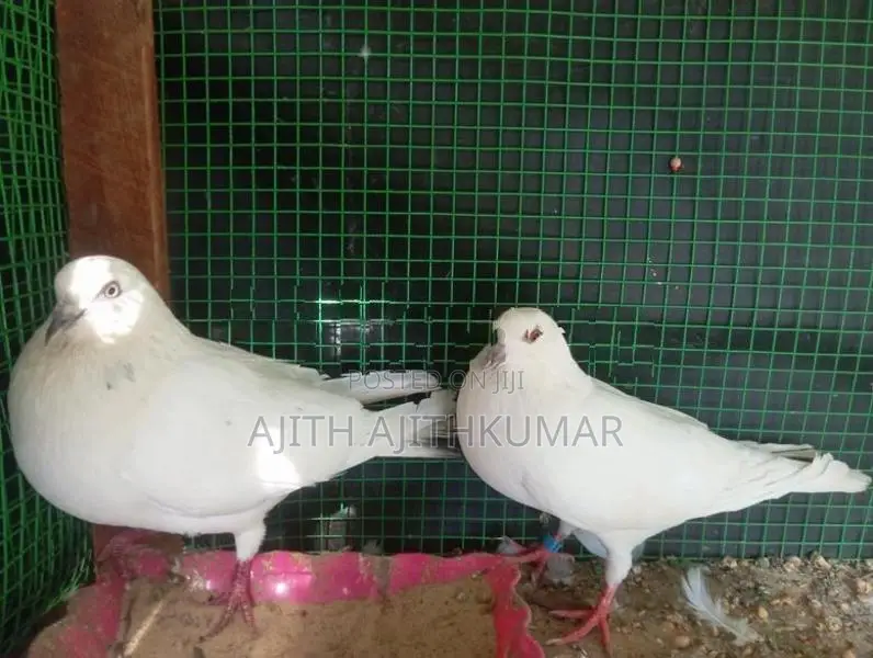 Pigeons