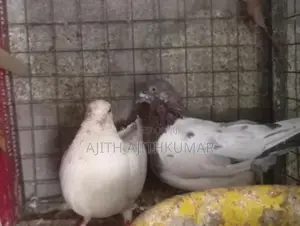 Pigeons