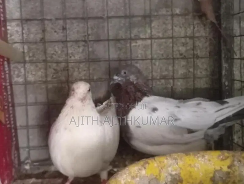 Pigeons
