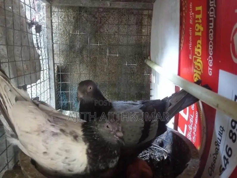 Pigeons