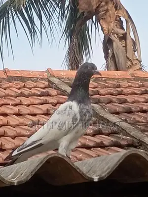 Pigeons