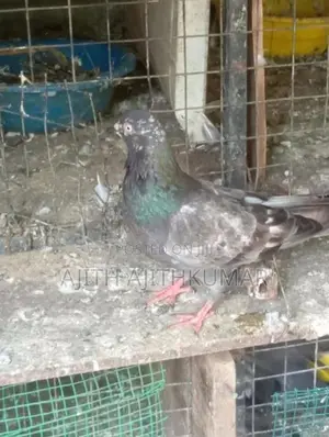 Pigeons