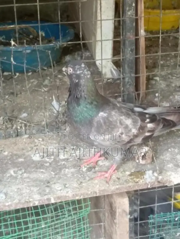 Pigeons