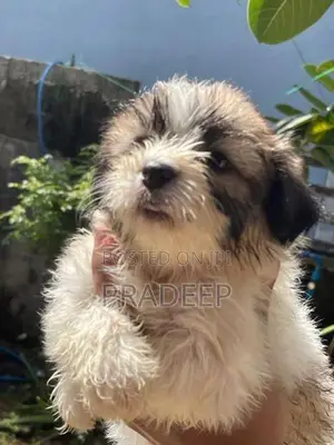 Shih Tzu Puppy