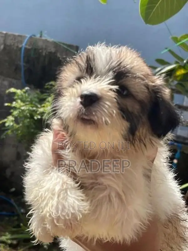 Shih Tzu Puppy