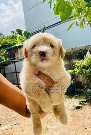 Shih Tzu Puppy