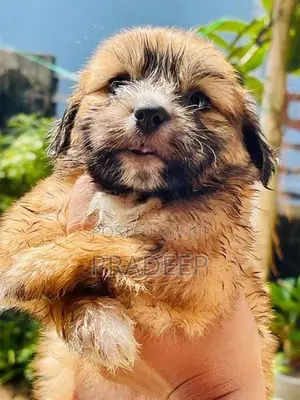 Shih Tzu Puppy