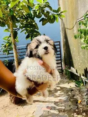 Shih Tzu Puppy