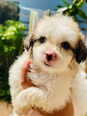 Shih Tzu Puppy